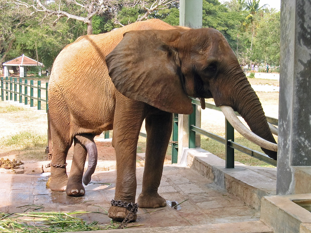 Mysore on a Budget: Cheap Routes, Stays and Tips
