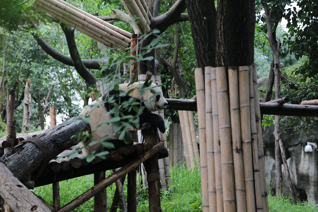 Chengdu on a Budget: Cheap Routes, Stays and Tips