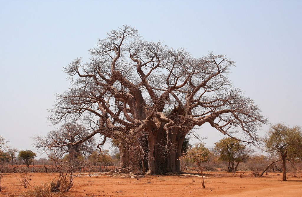 Bulawayo on a Budget: Cheap Routes, Stays and Tips