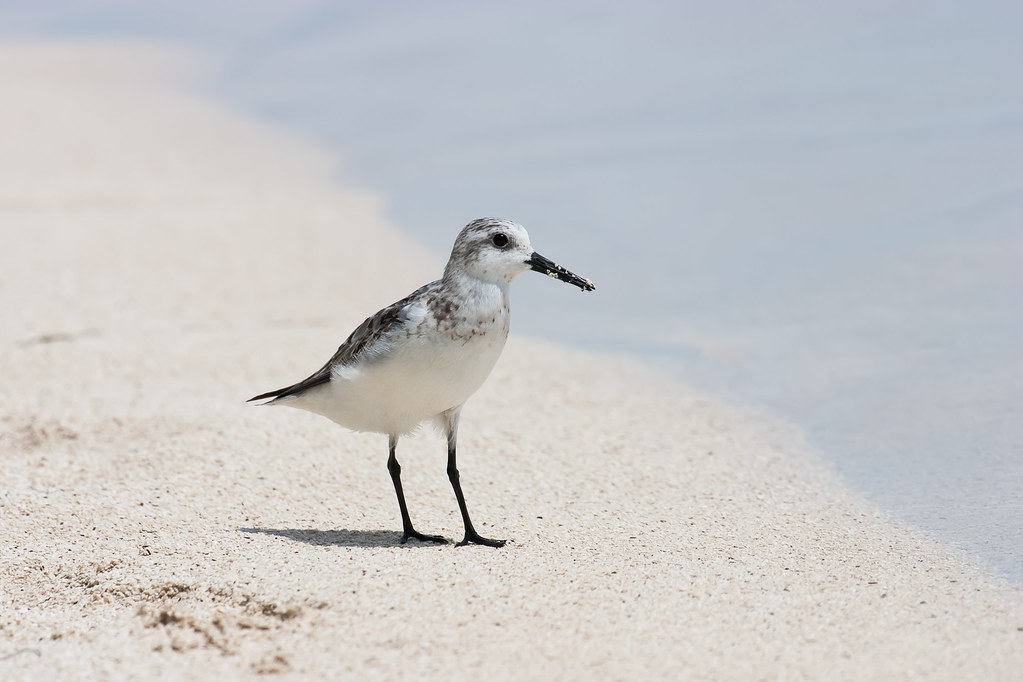 Placencia on a Budget: Cheap Routes, Stays and Tips