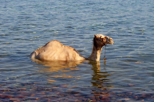 Dahab on a Budget: Cheap Routes, Stays and Tips