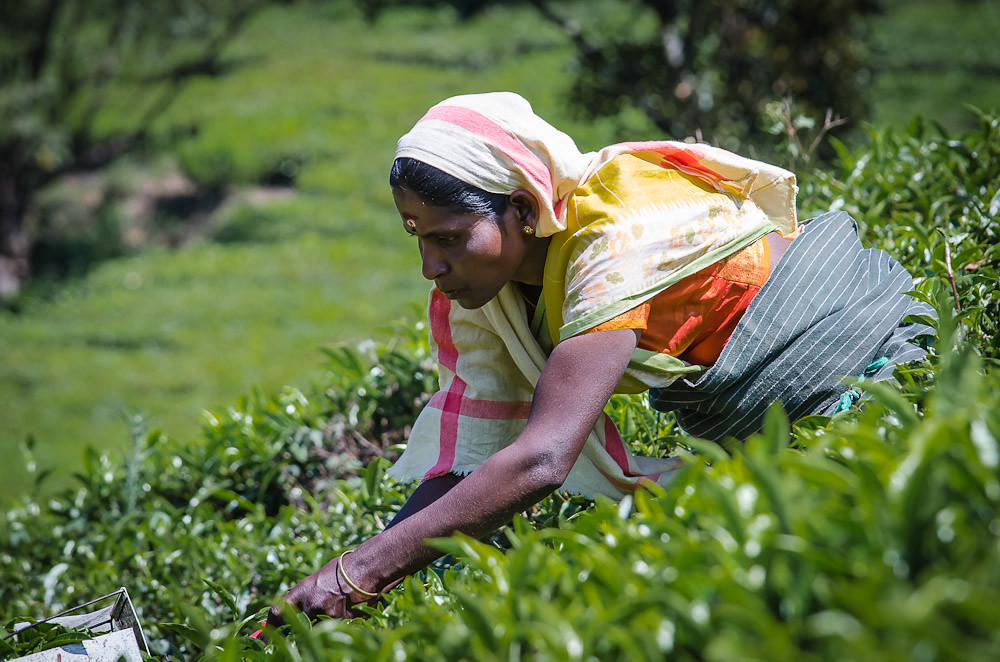 Munnar on a Budget: Cheap Routes, Stays and Tips