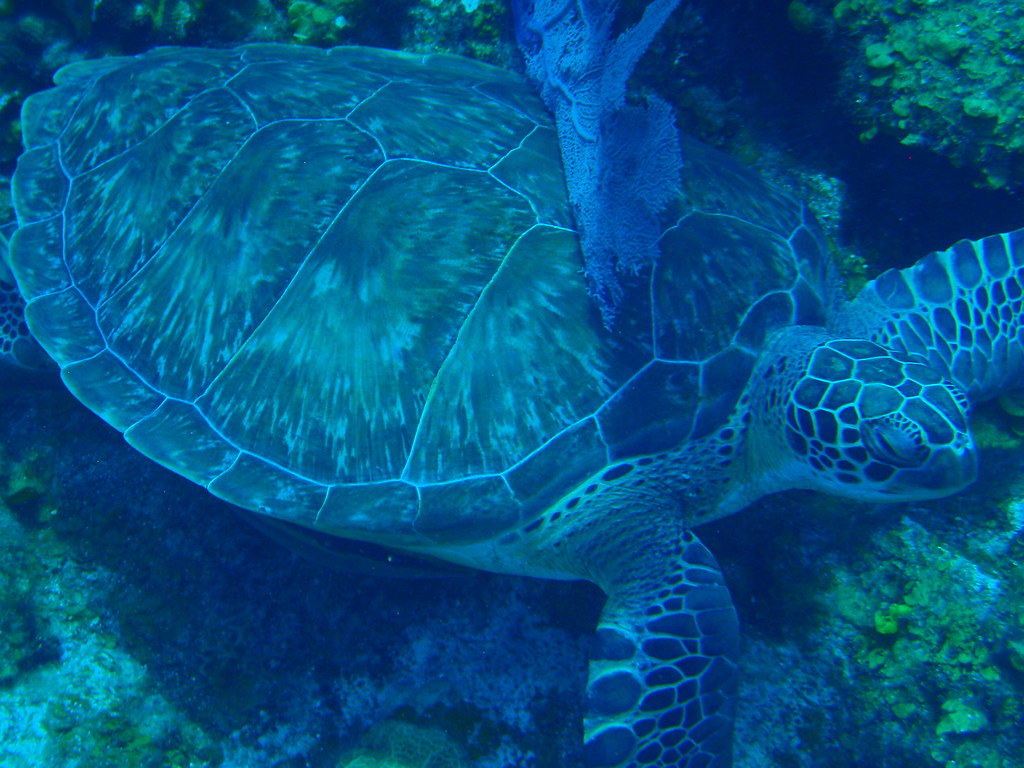 Roatan on a Budget: Cheap Routes, Stays and Tips