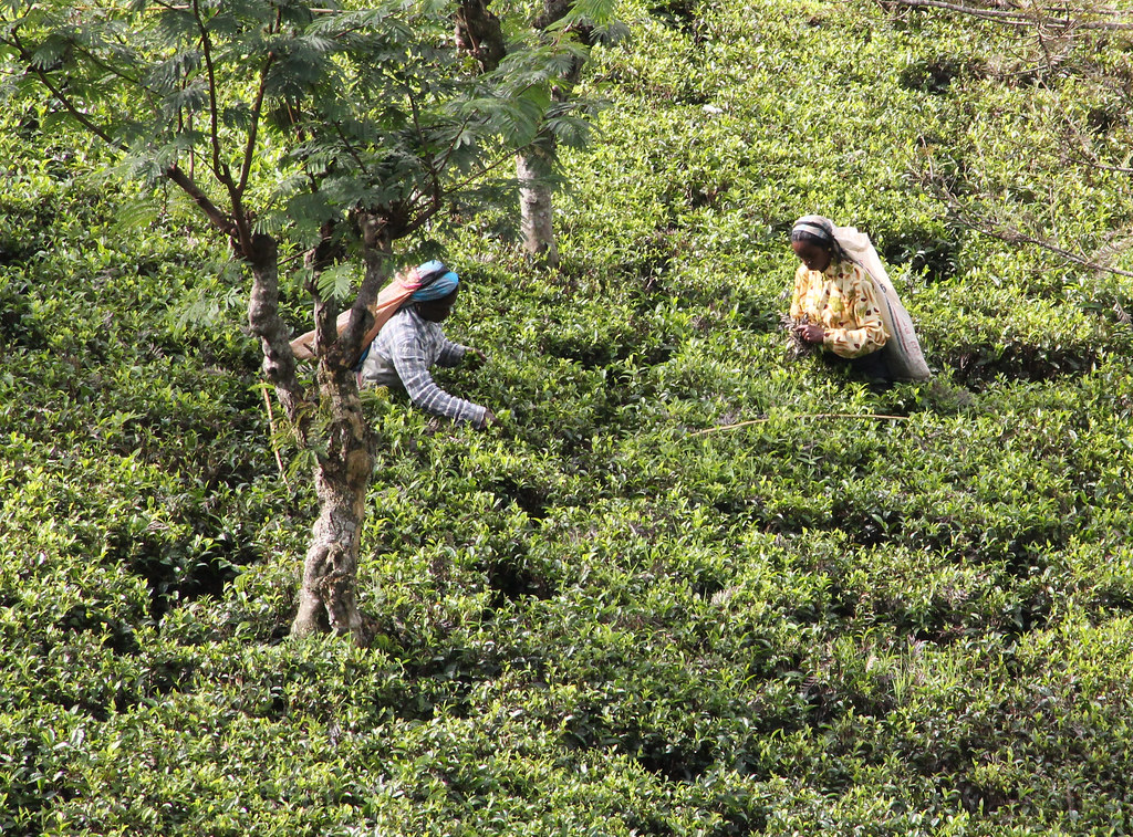 Nuwara Eliya on a Budget: Cheap Routes, Stays and Tips